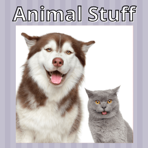 Animal Stuff